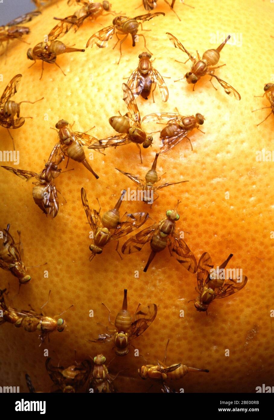 Fruit Fly Eggs Hi res Stock Photography And Images Alamy
