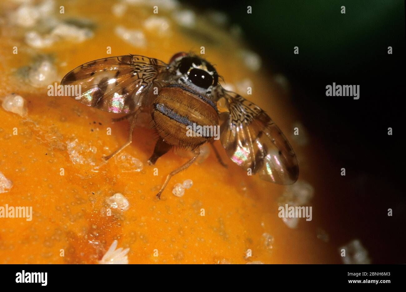 fruit fly eggs pictures
