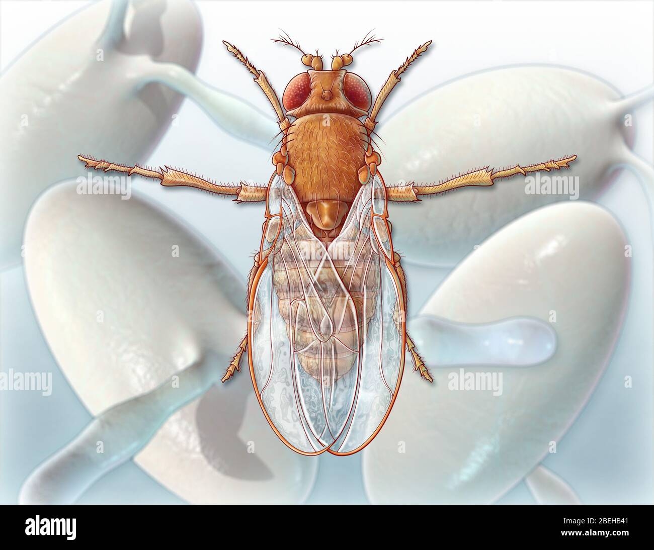 Fruit Fly Eggs Hi res Stock Photography And Images Alamy