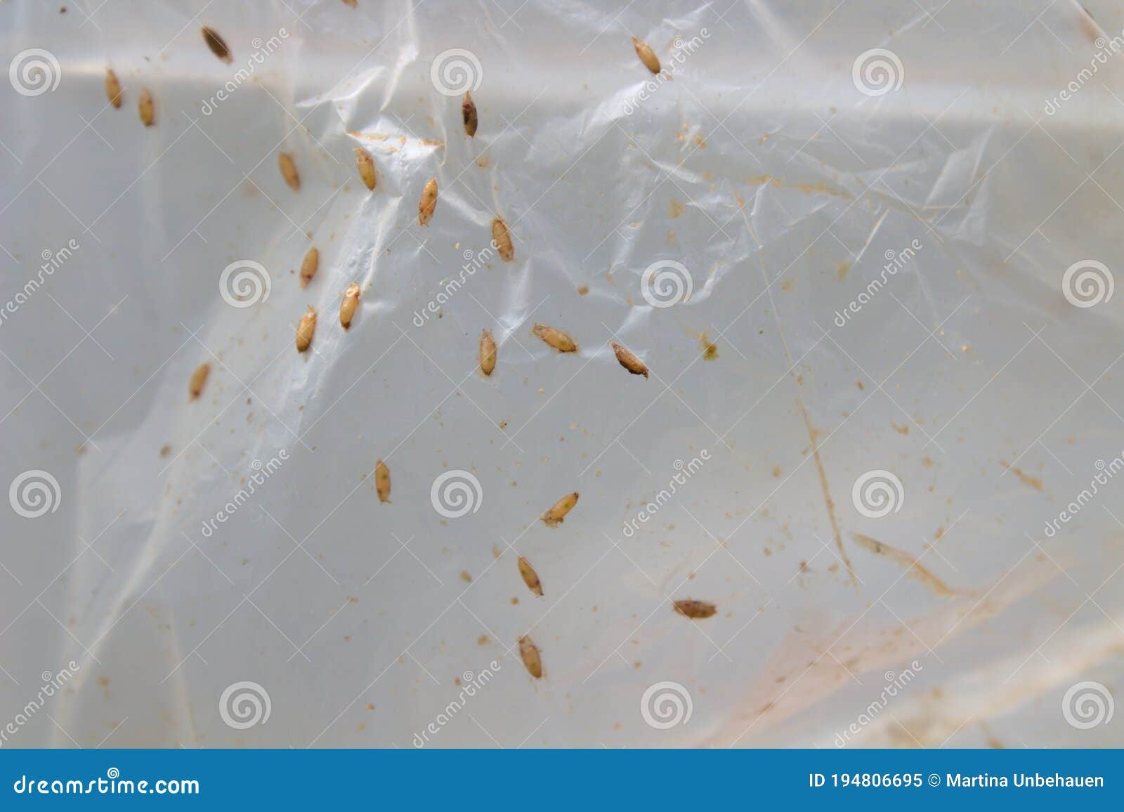 Fruit Fly Eggs On A Foil Stock Image Image Of Animal 194806695