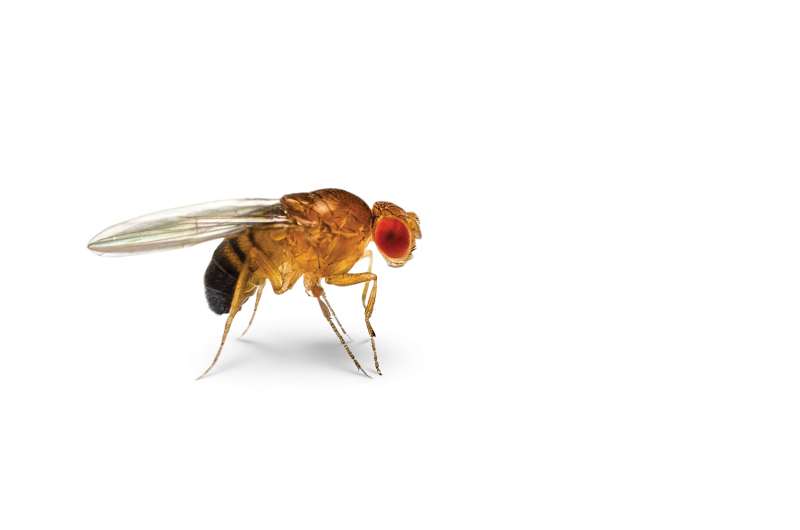 close up picture of fruit fly