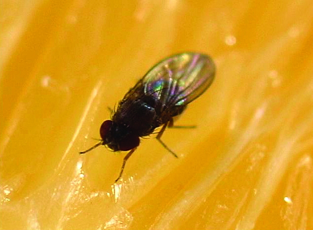 Fruit Fly Larvae Maggots