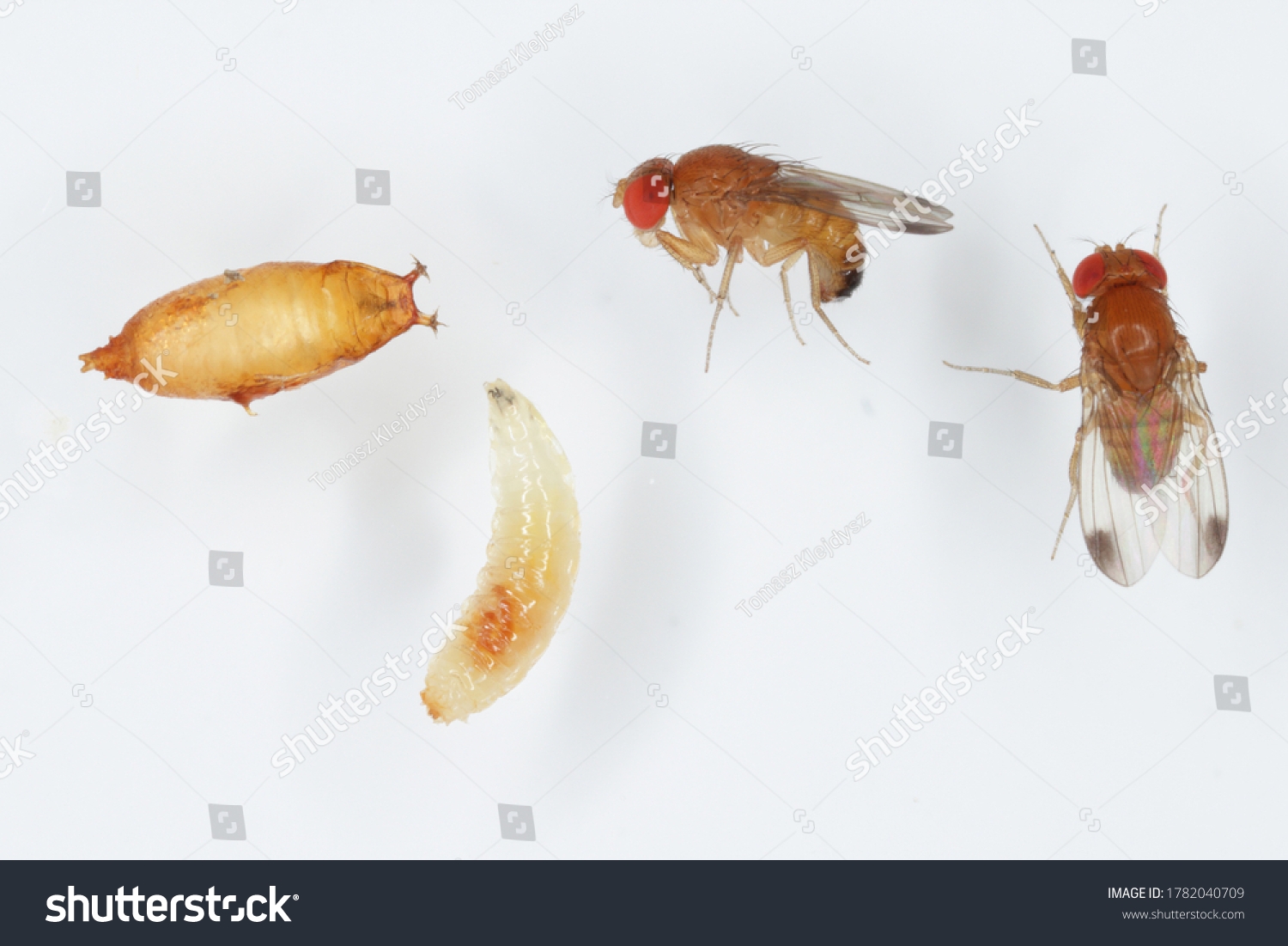 fruit fly larvae pictures