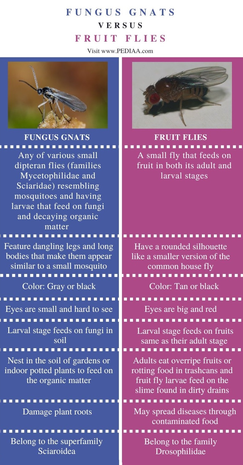 Fruit Fly Larvae Stages