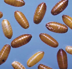 Fruit Fly Larvae Stages