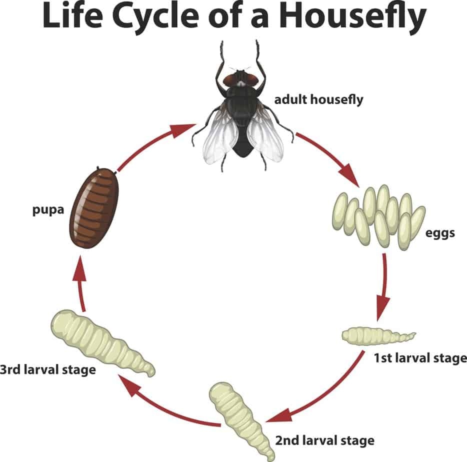 fruit fly life cycle pictures
