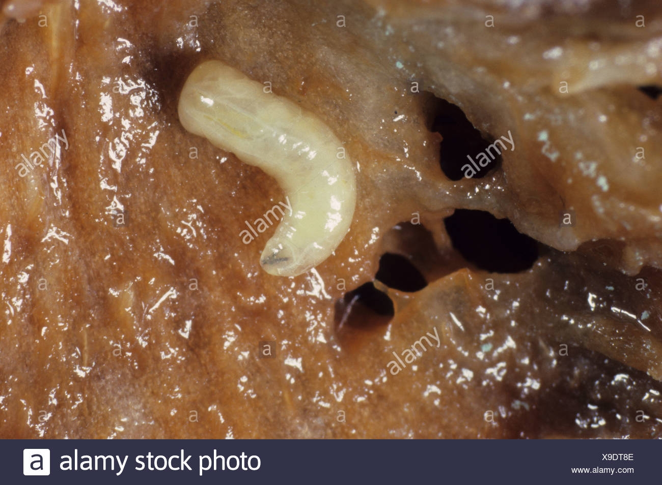 Fruit Fly Maggots High Resolution Stock Photography And Images Alamy
