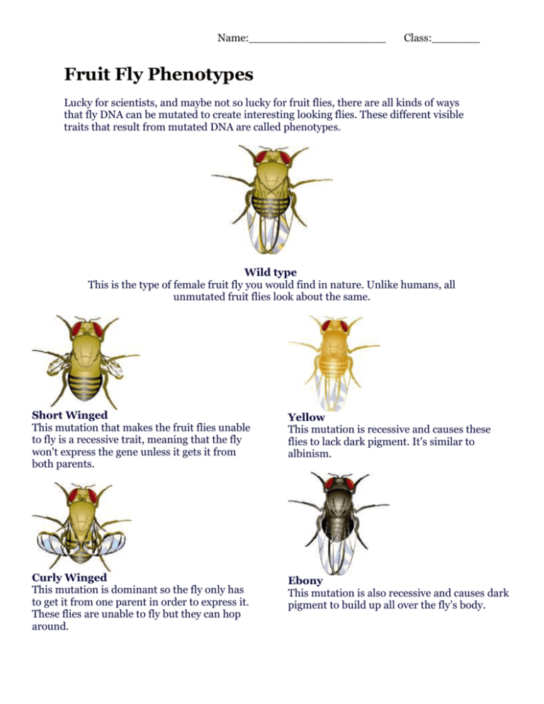 Fruit Fly Phenotypes Genetics Worksheet
