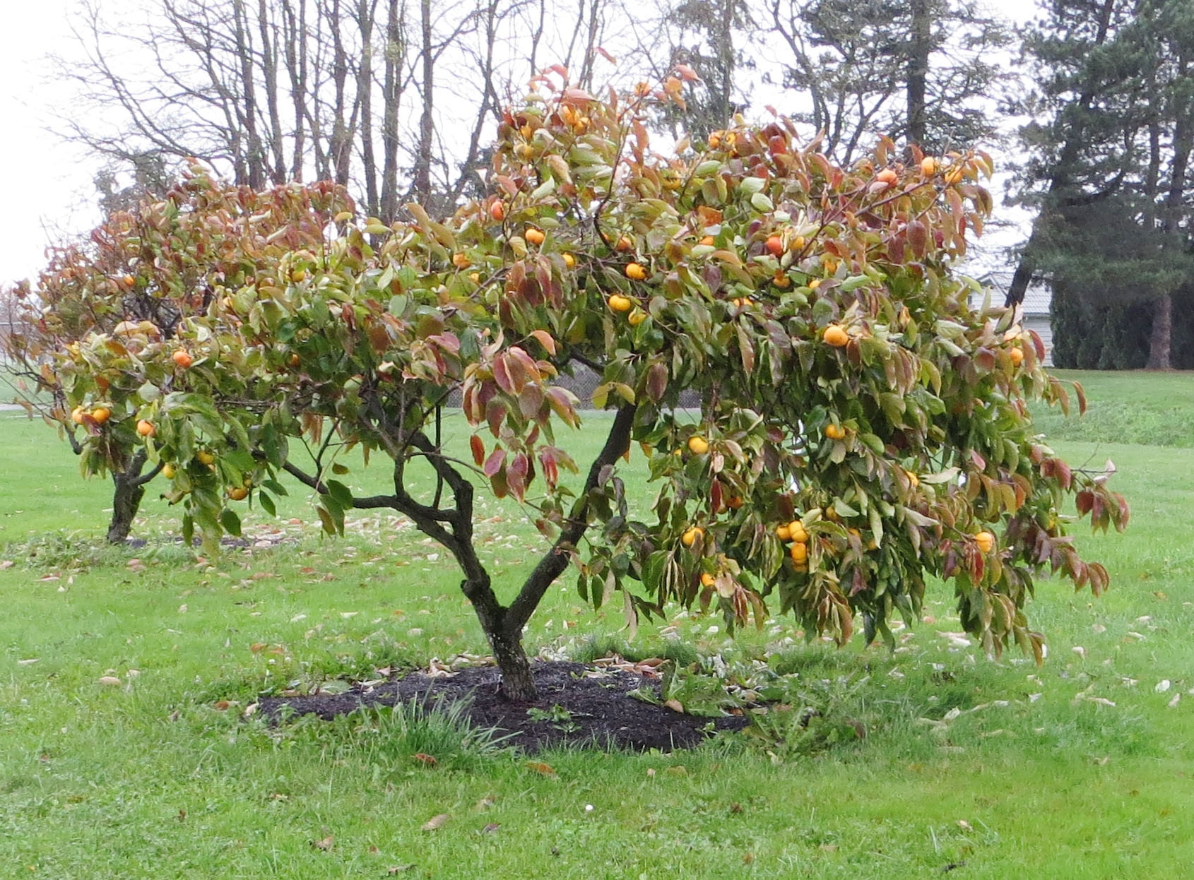 Fruit Garden Tour Asian Persimmon NW Fruit Western Washington 