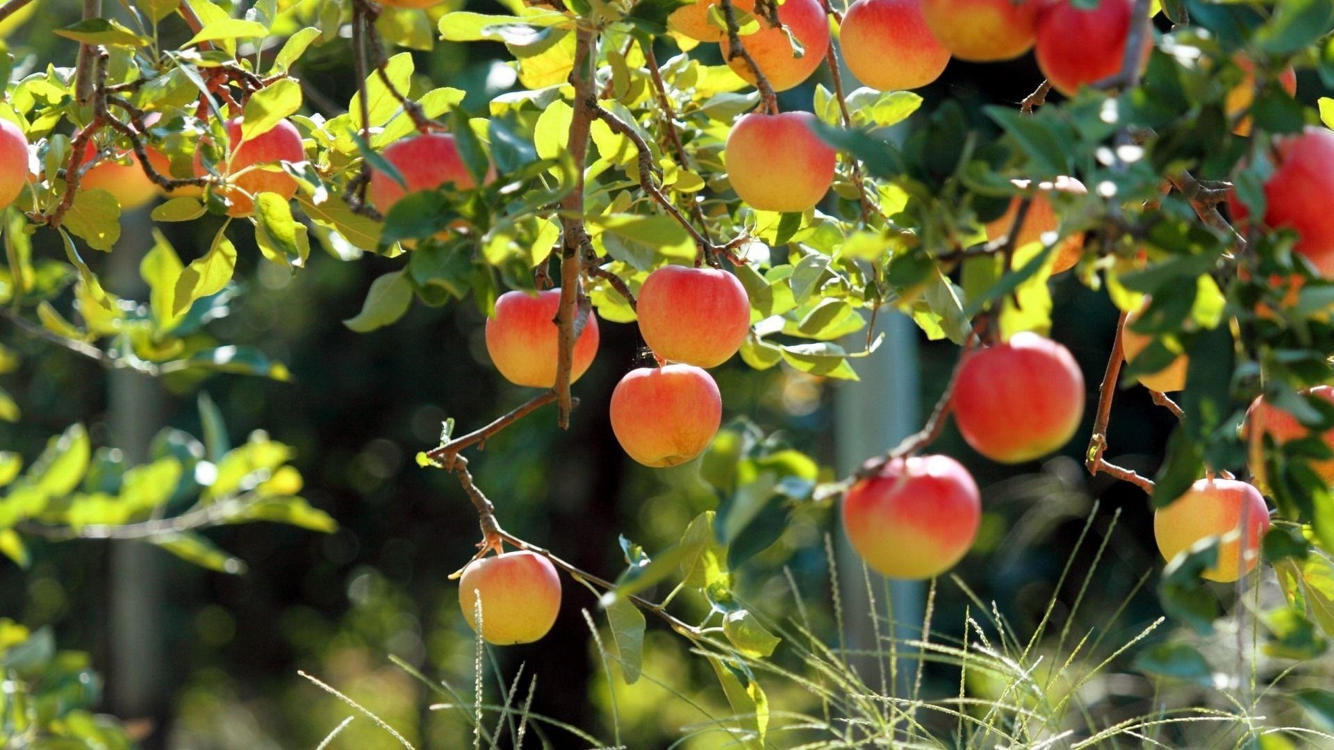 Fruit Garden Wallpapers Top Free Fruit Garden Backgrounds