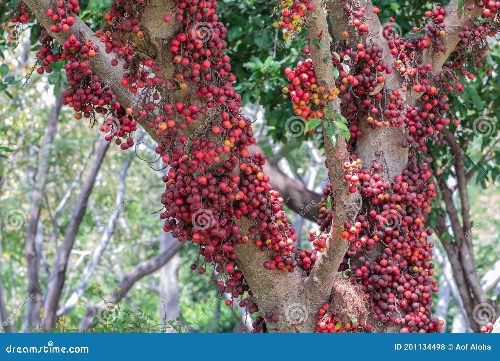 picture of fig fruit