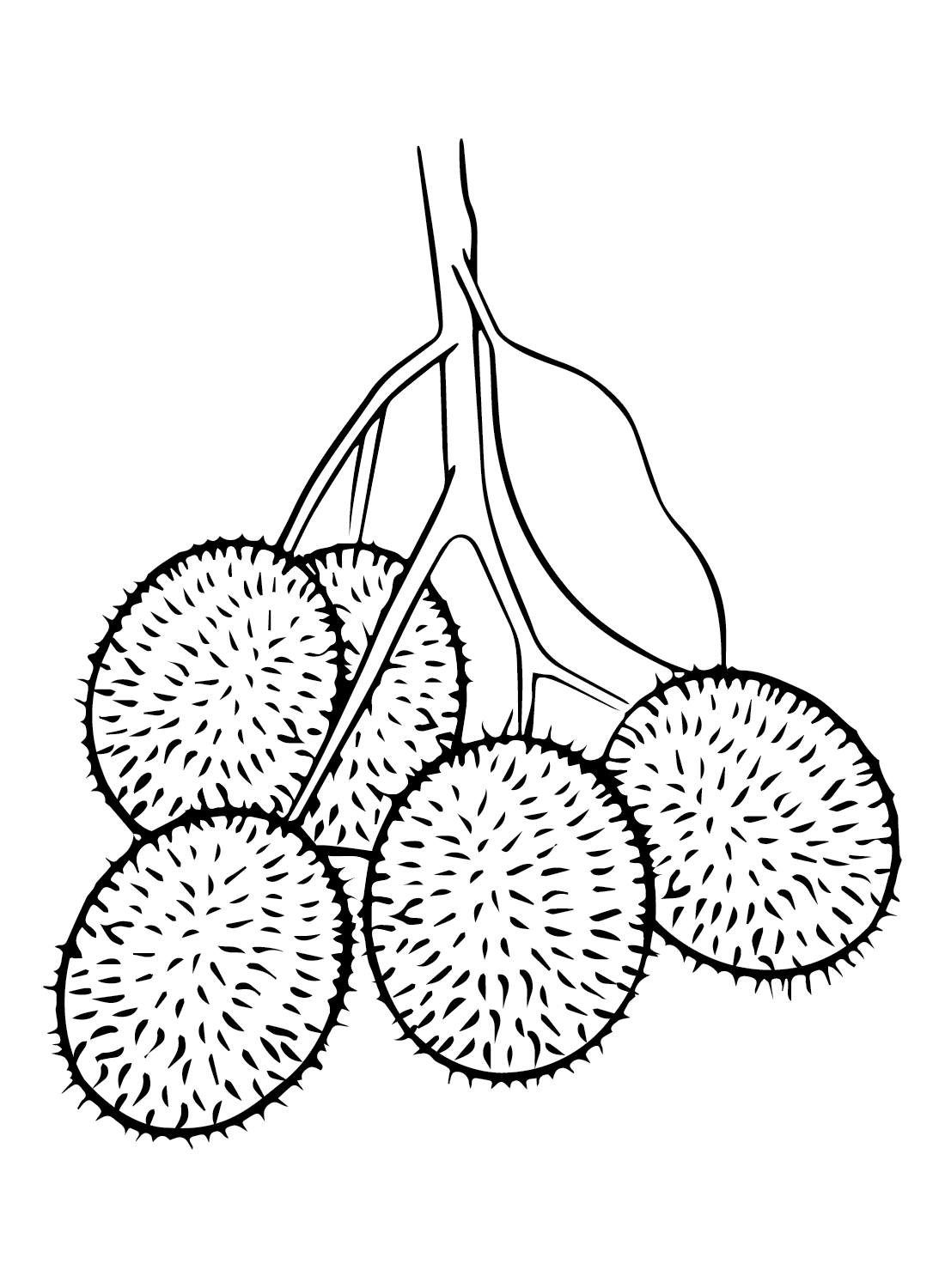 Fruit Rambutan Coloring Page Free Printable Coloring Pages