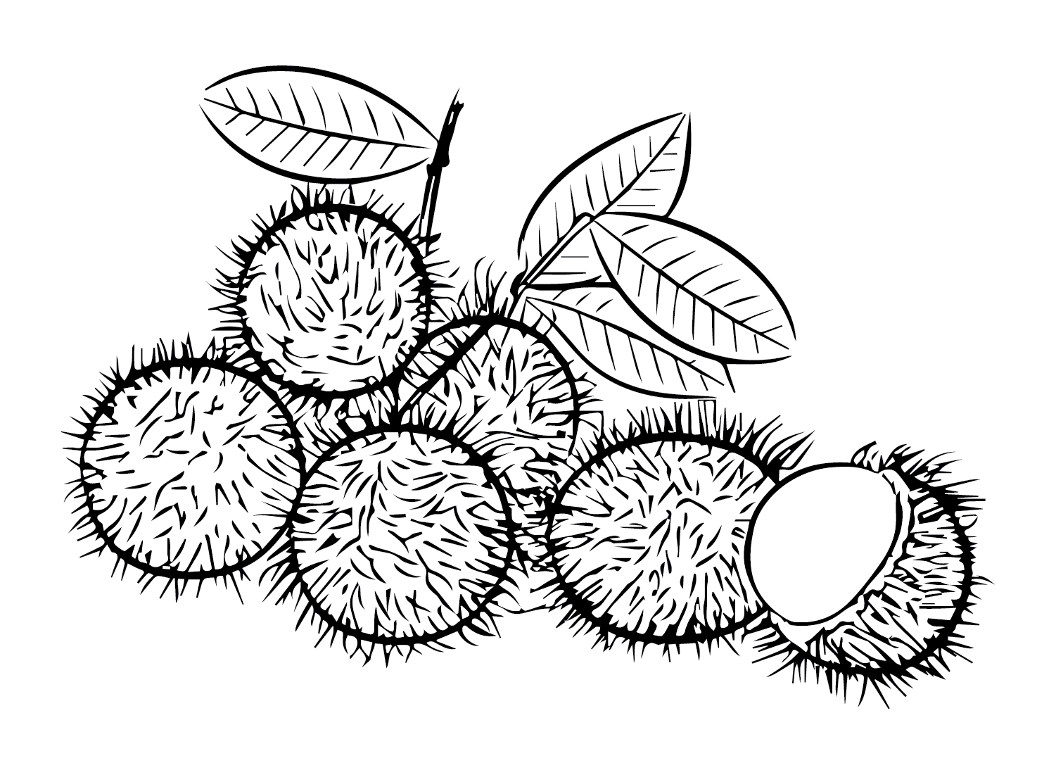 fruit rambutan pictures