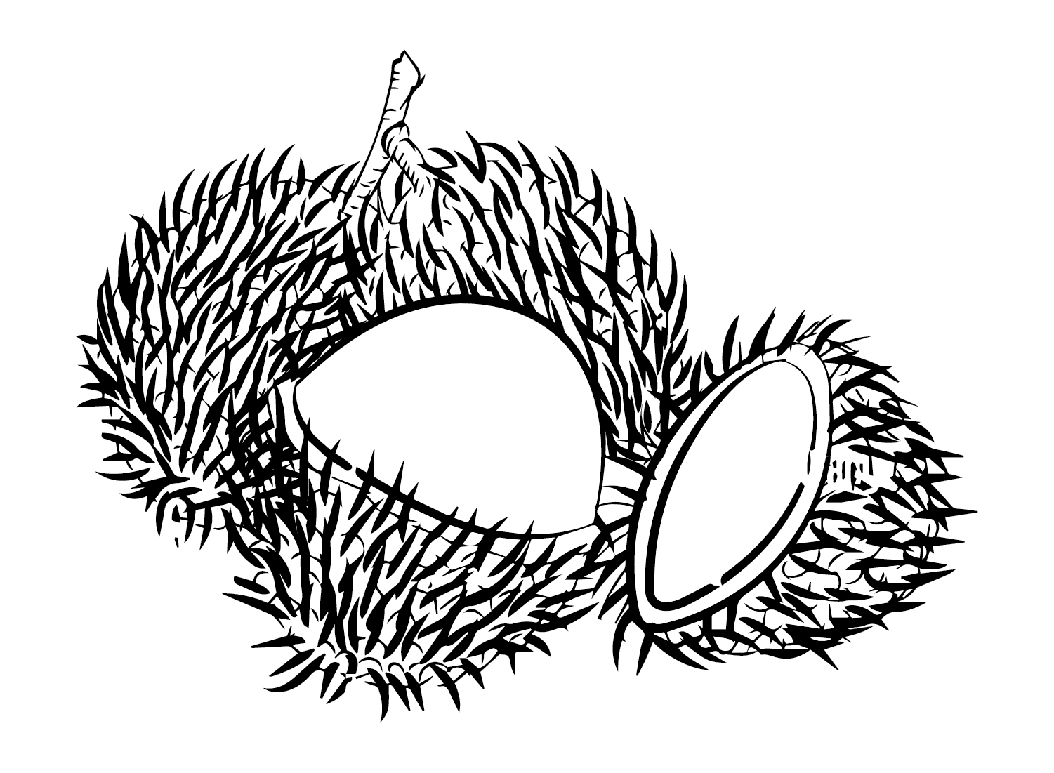 Fruit Rambutan Coloring Page Free Printable Coloring Pages