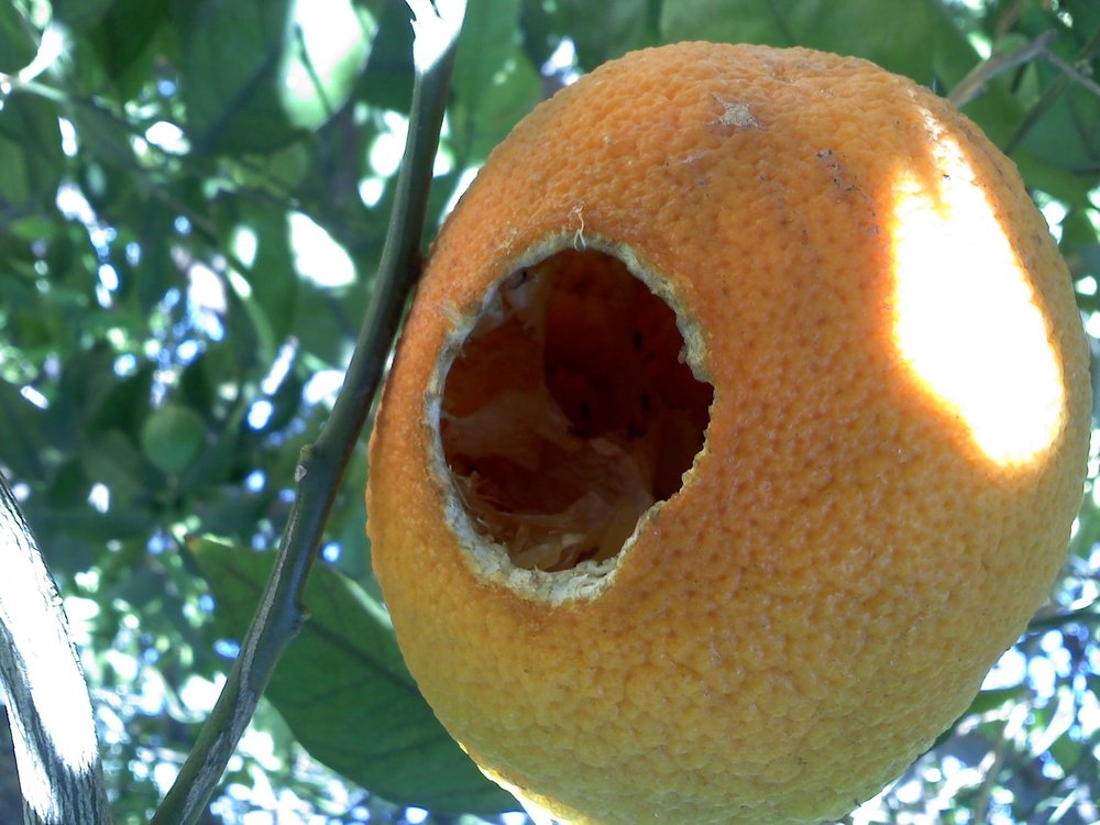 Fruit rats in florida rat control Rat Busters