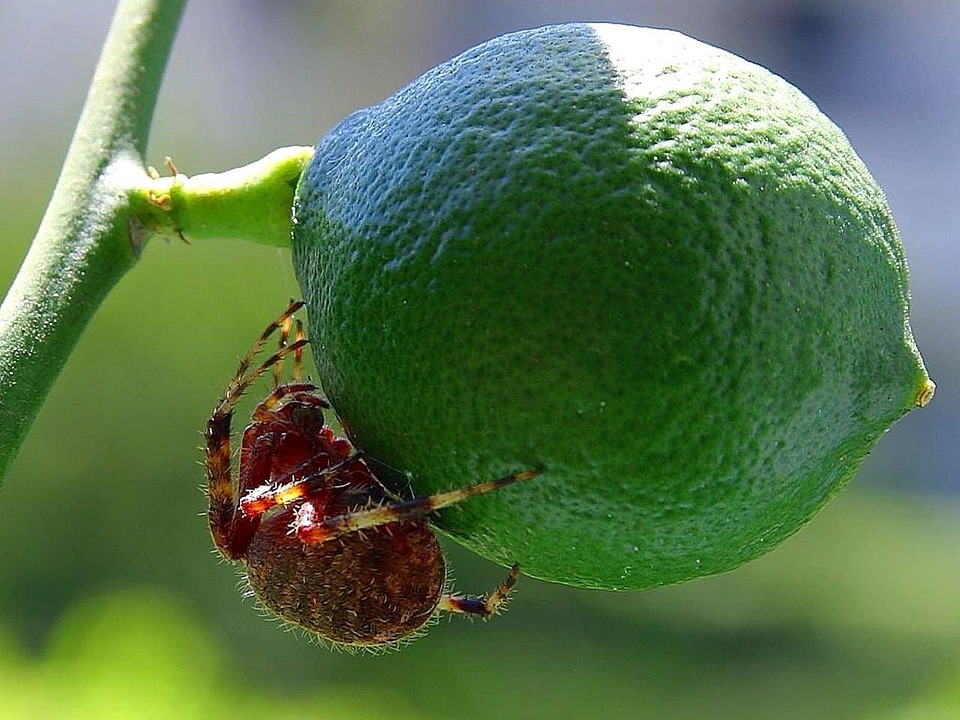 Fruit Spiders Limes Free Photo On Pixabay Pixabay