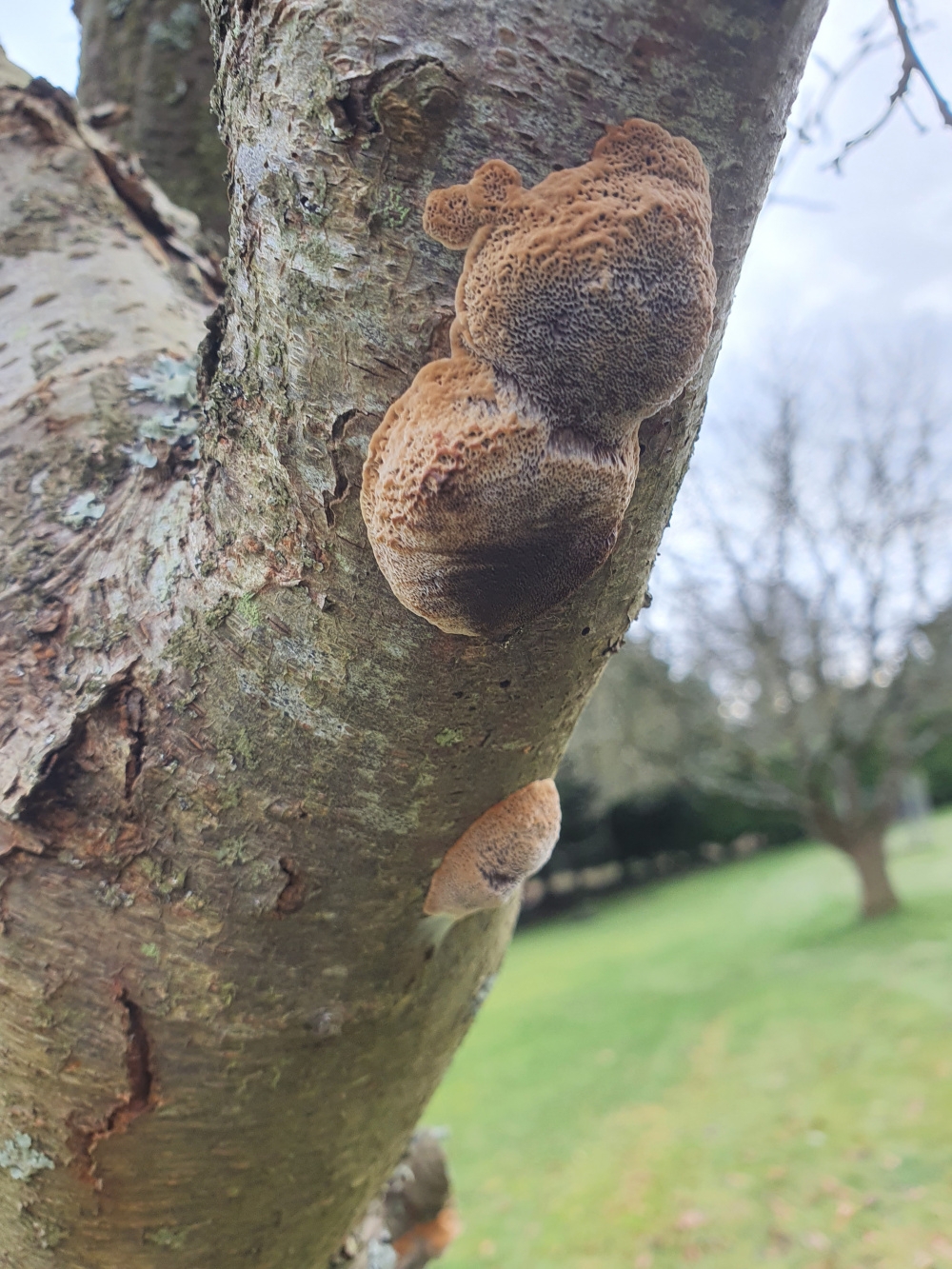 Fruit Tree Fungus BBC Gardeners 39 World Magazine