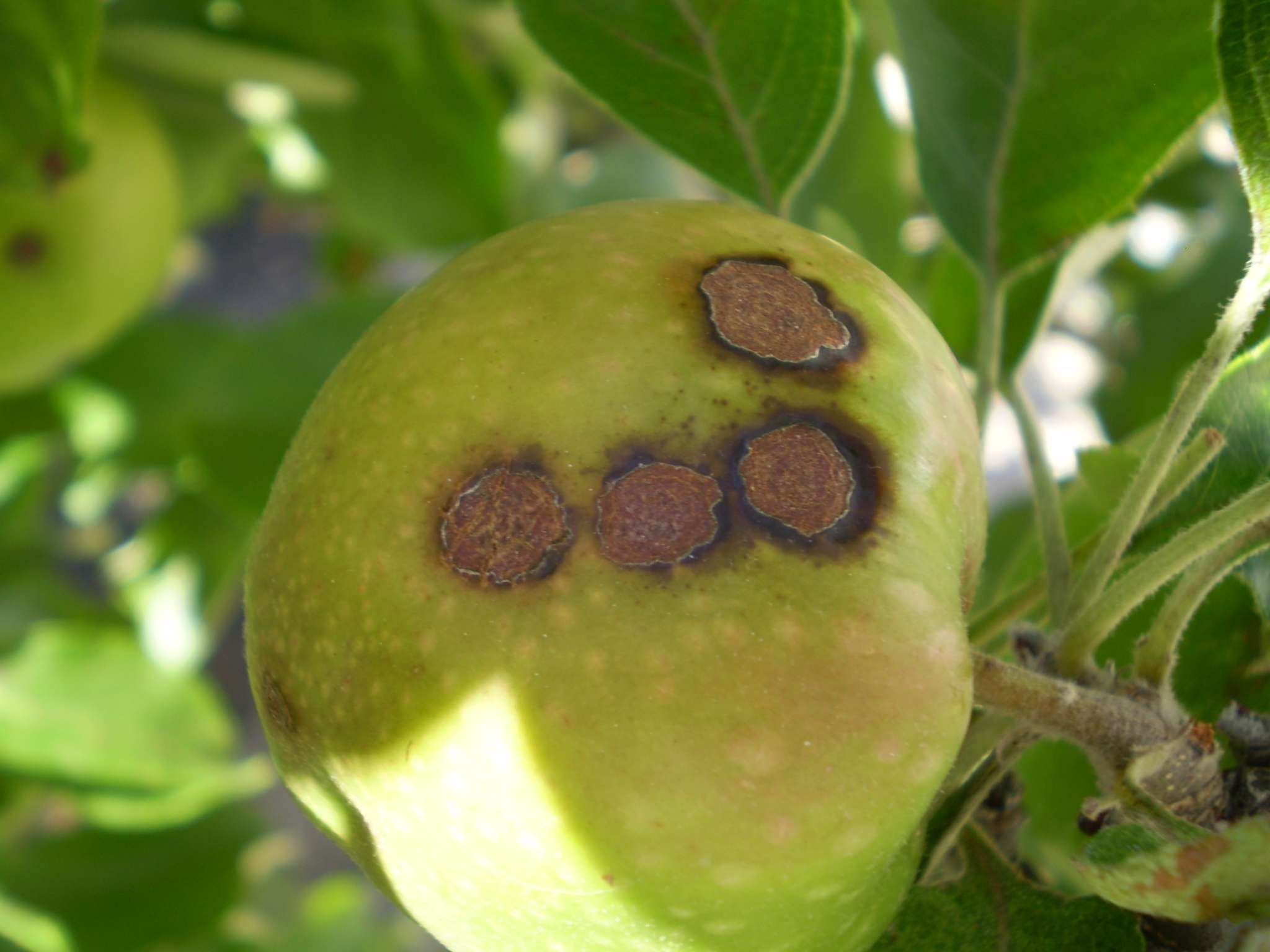 fruit tree fungus pictures