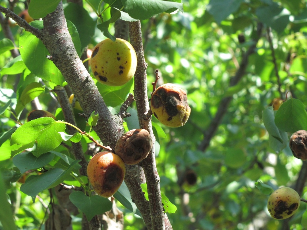 Fruit Tree Fungus Spray Fruit Trees