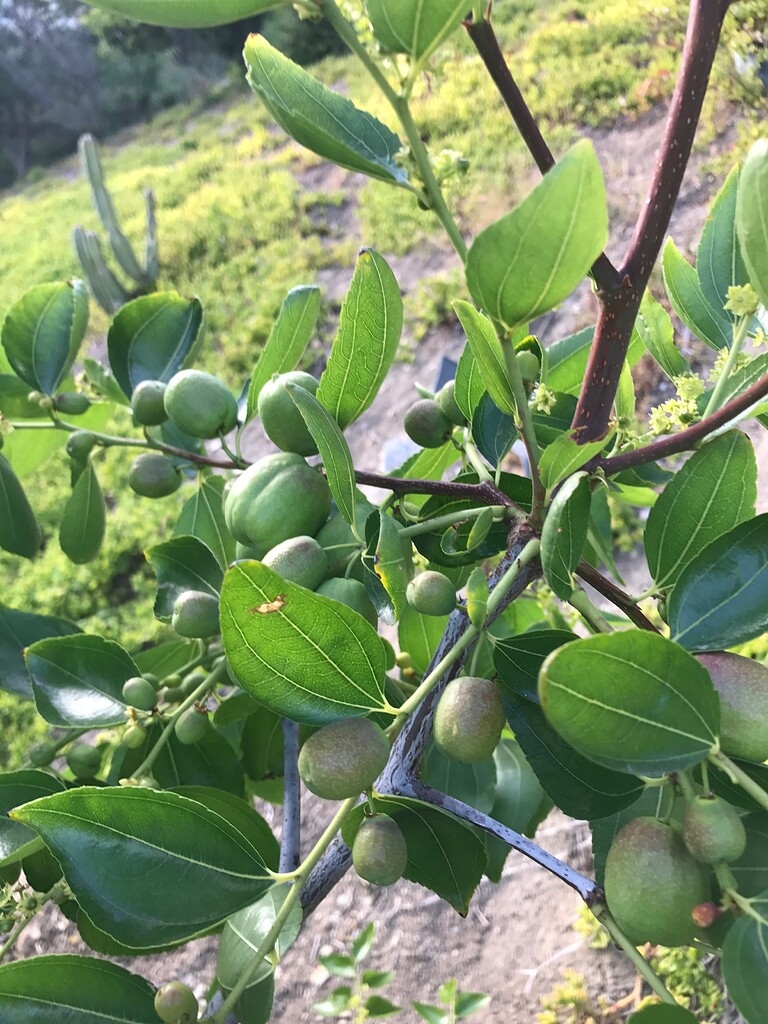 Fruit Tree Identification General Fruit Growing Growing Fruit