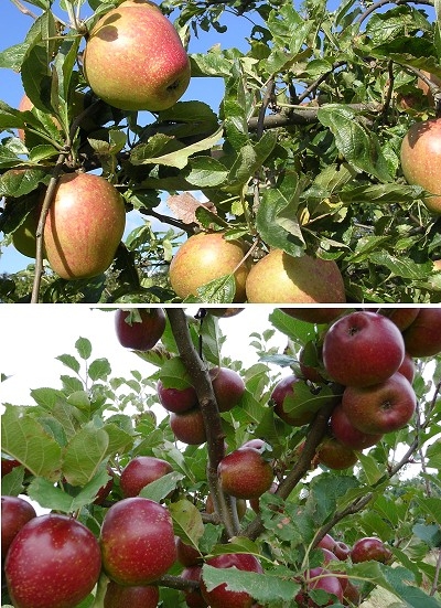 fruit tree names with pictures