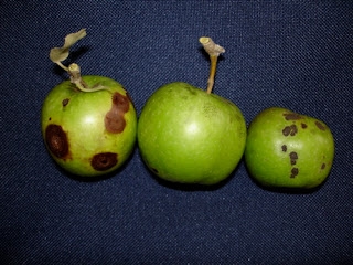 Fruit Tree Update Common Diseases Of Apples