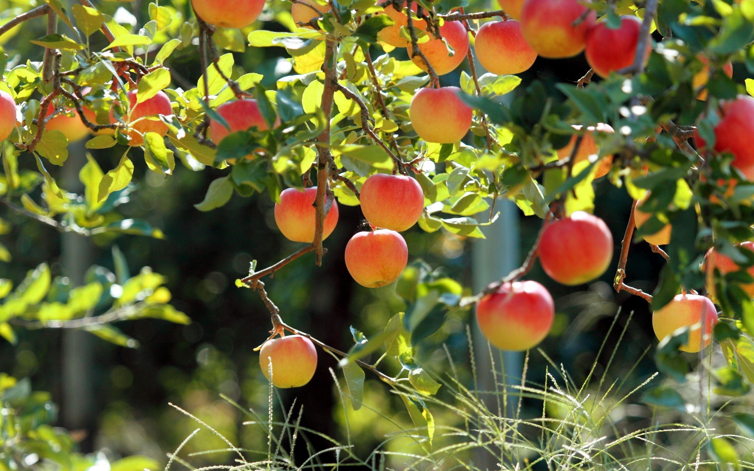 Fruit Tree Wallpapers Top Free Fruit Tree Backgrounds WallpaperAccess