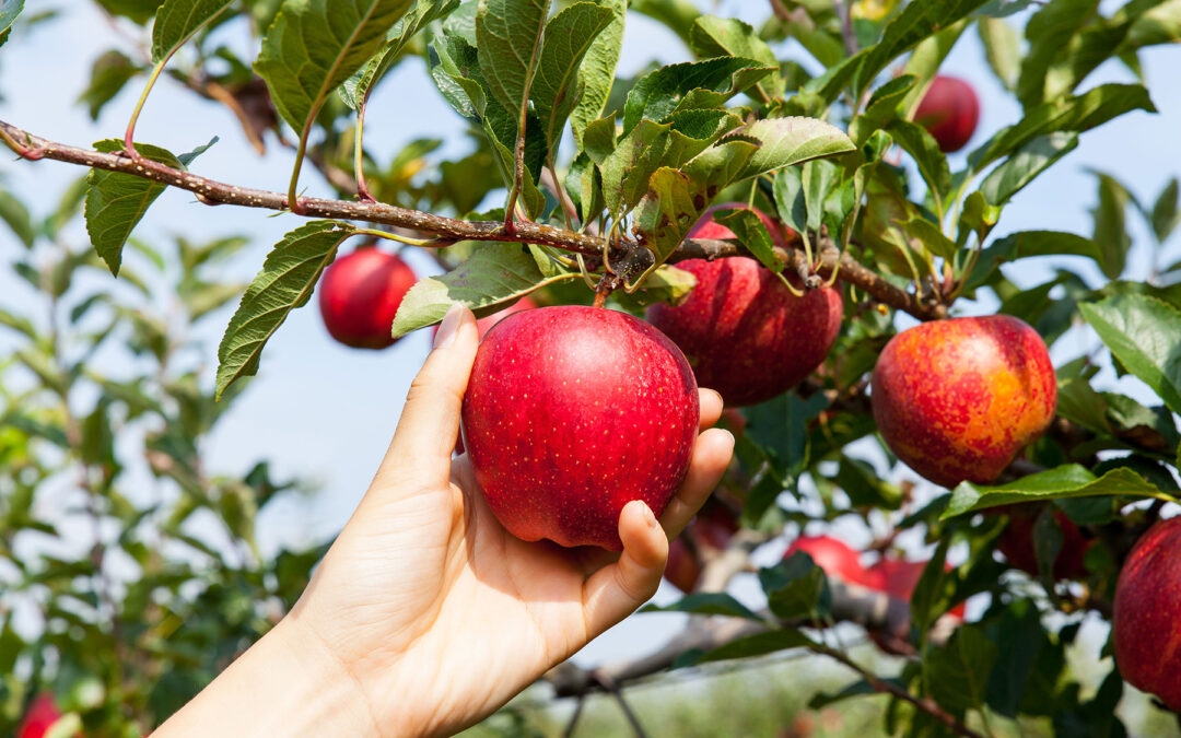 Fruit Trees Adams Gardens Full Service Nursery And Garden Center 