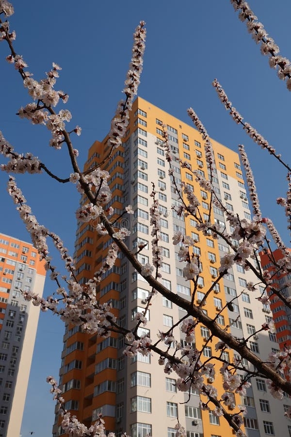 Fruit Trees Bloom In Spring Editorial Photography Image Of Pears 