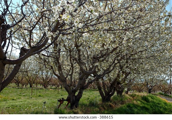 Fruit Trees Bloom Stock Photo Edit Now 388615