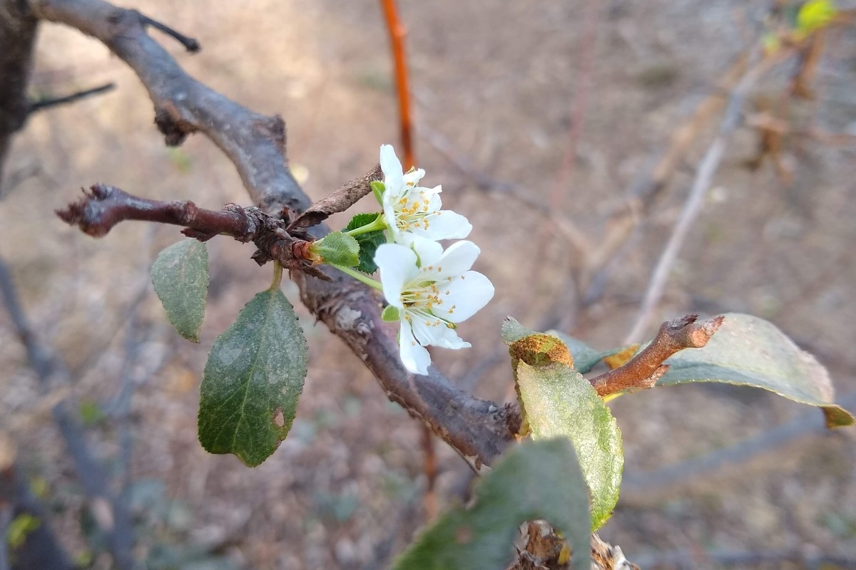 Fruit Trees Can Bloom After Stress Greg Alder 39 s Yard Posts Food 