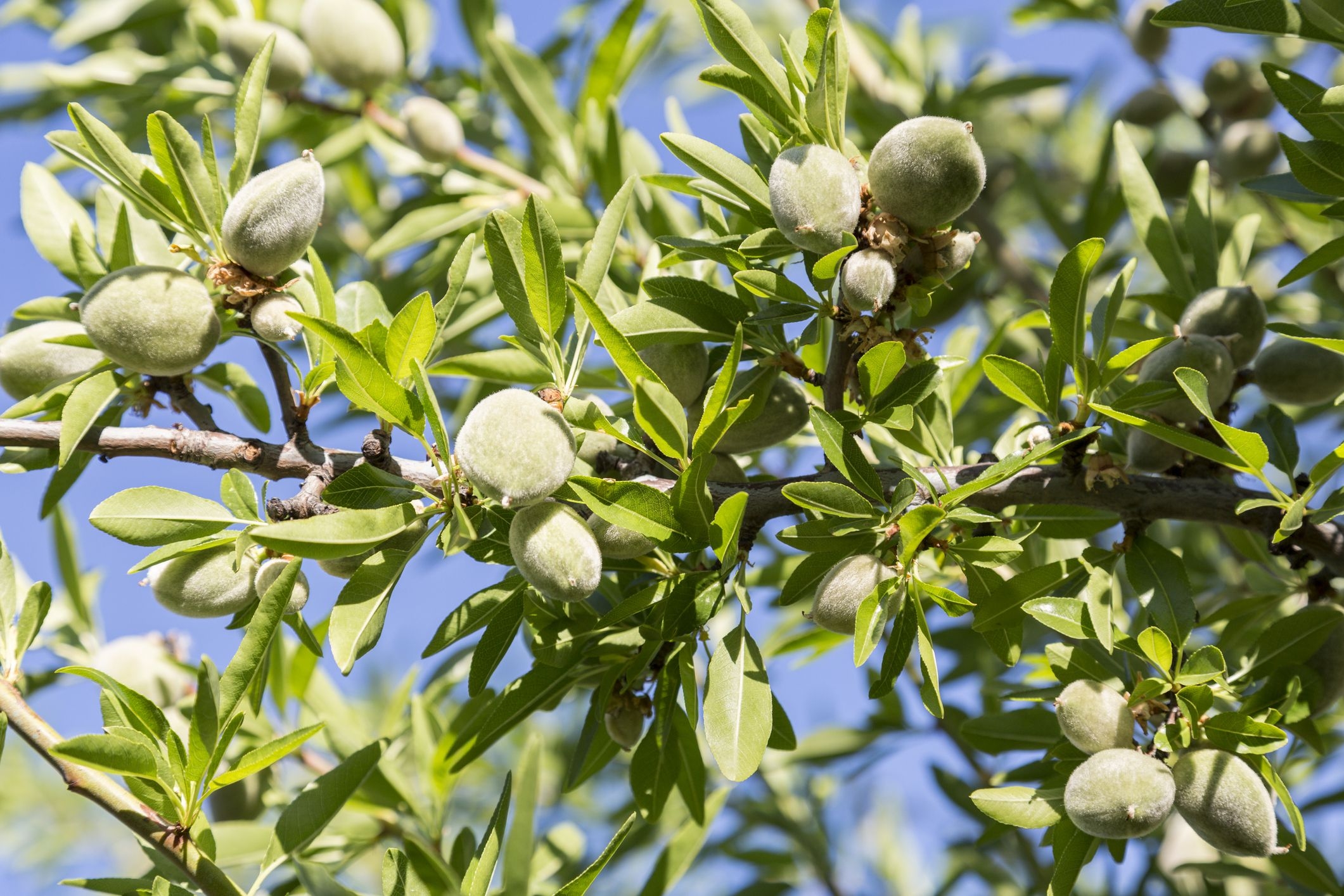 Fruit Trees Home Gardening Apple Cherry Pear Plum Almond Tree 