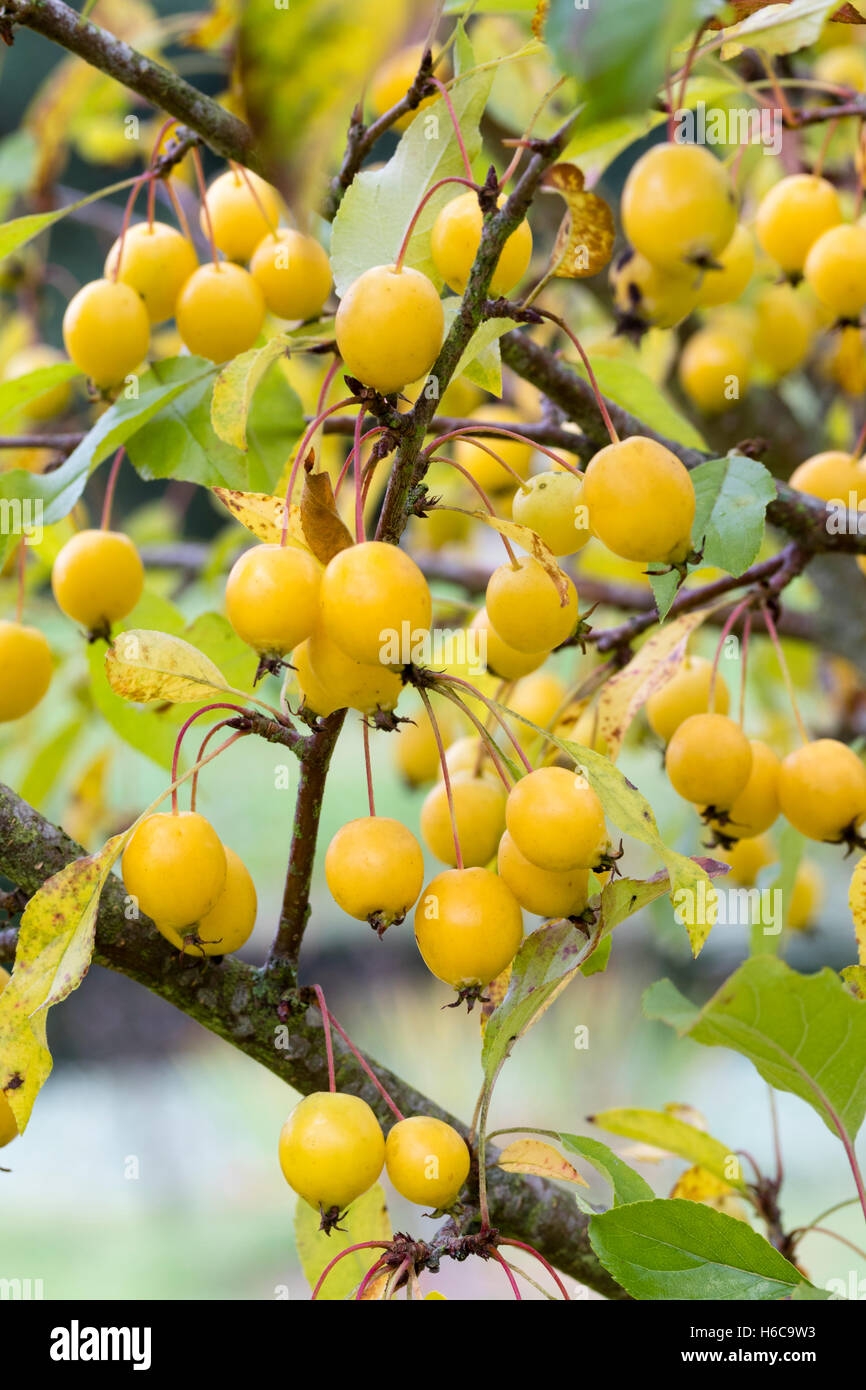 crab apple fruit pictures
