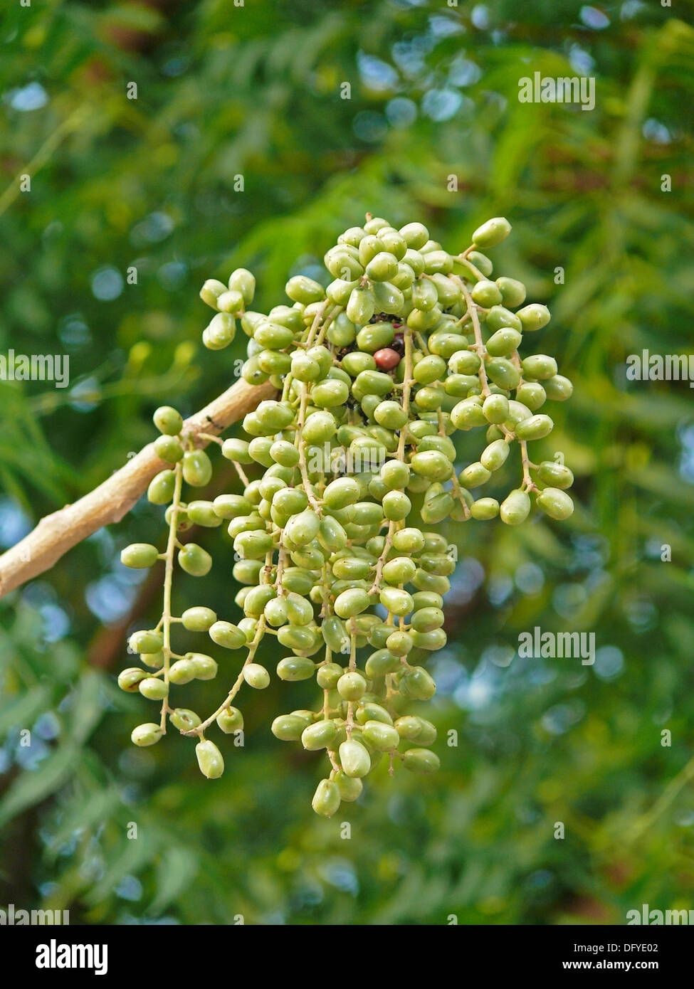 Fruit Trees Home Gardening Apple Cherry Pear Plum Ash Tree Fruit