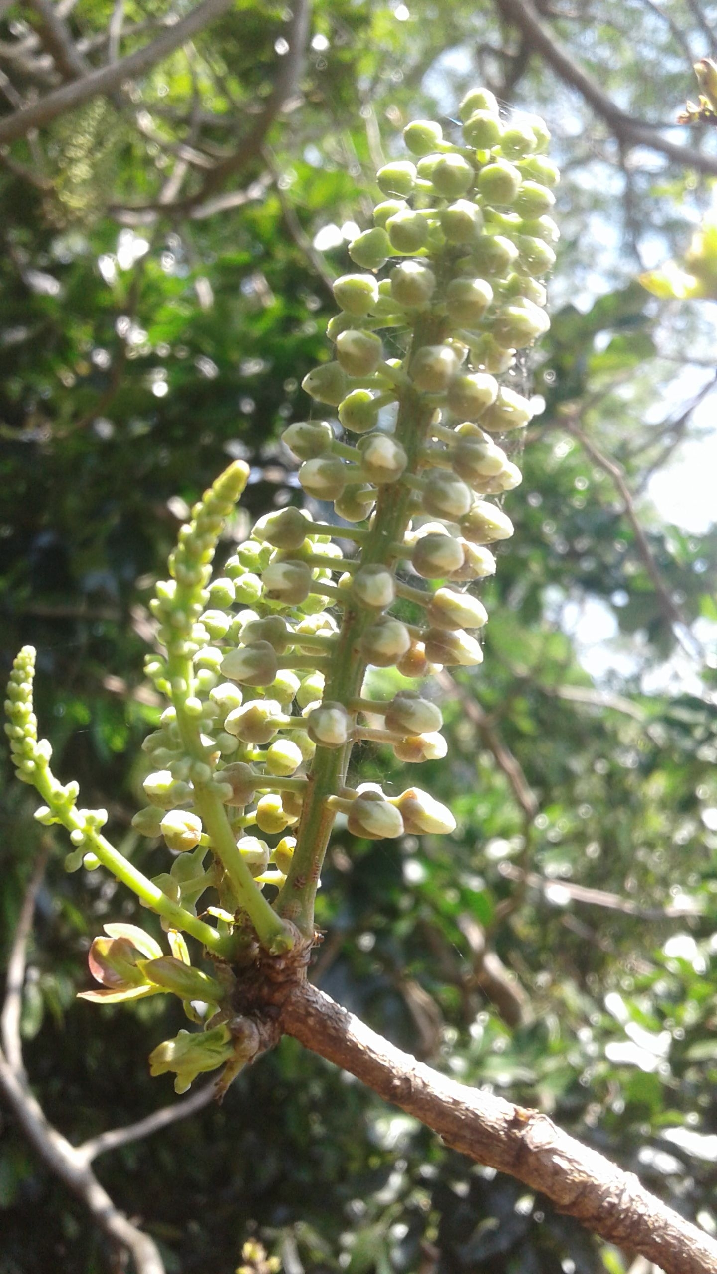 ash tree fruit pictures