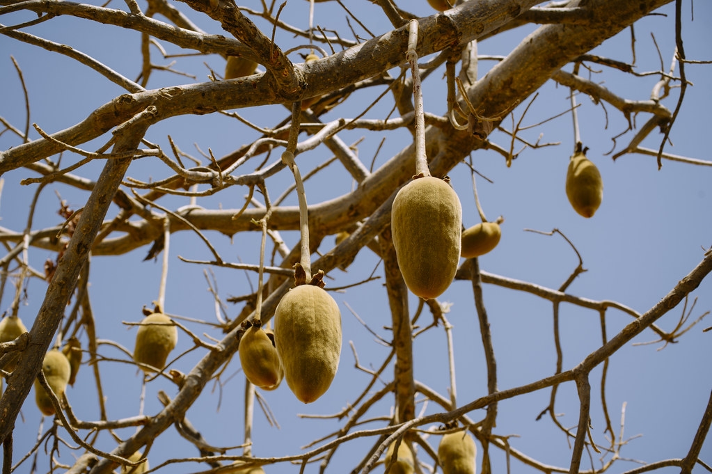 baobab tree fruit pictures
