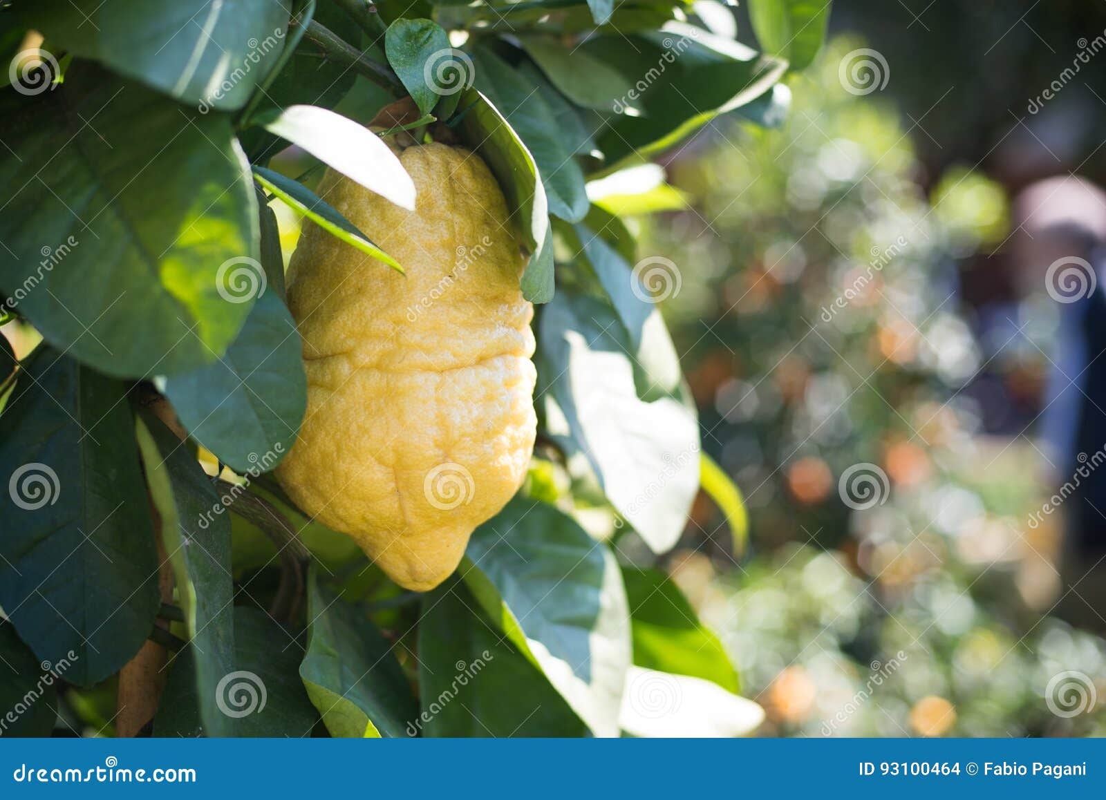 cedar tree fruit pictures