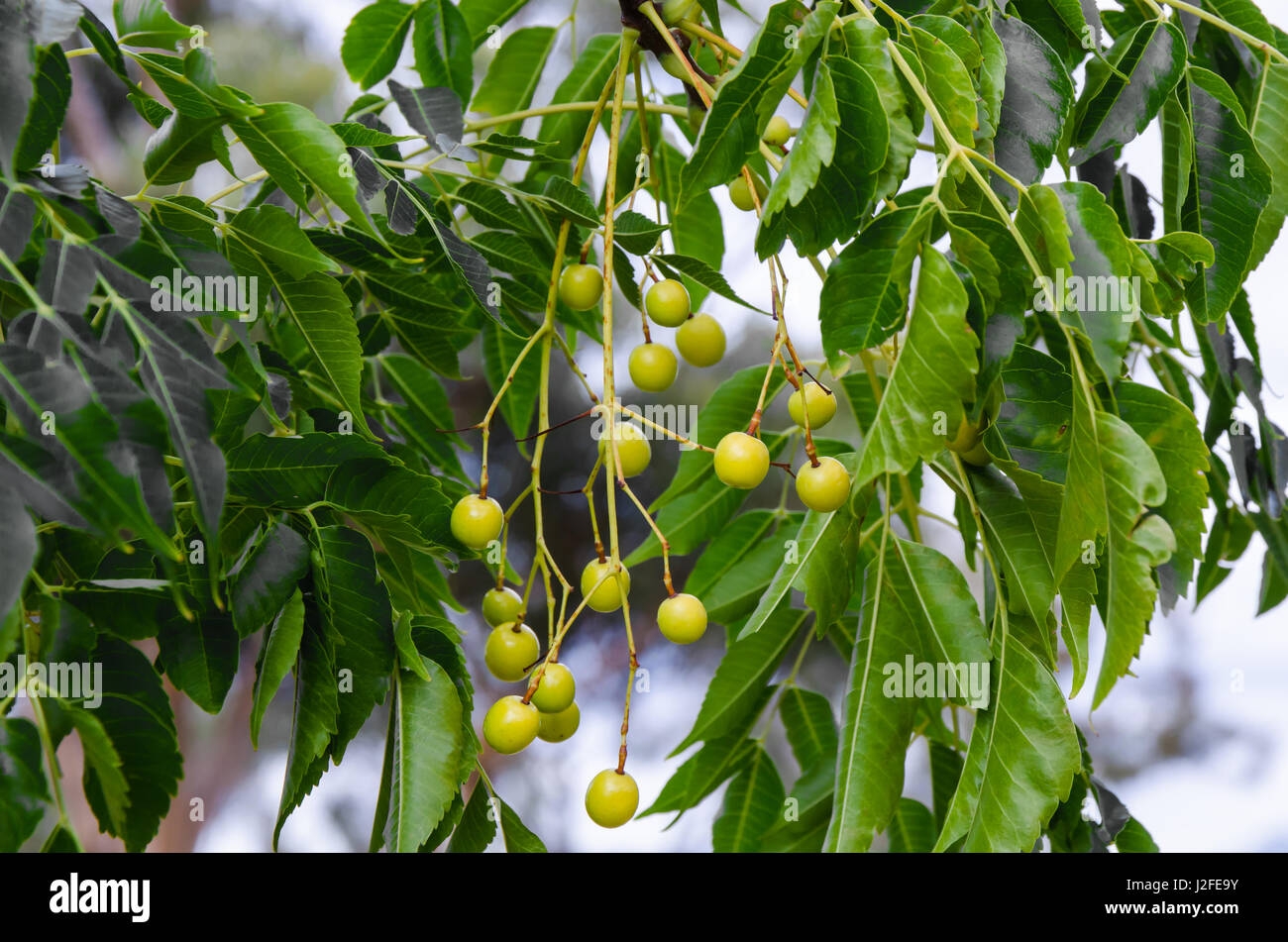 Fruit Trees Home Gardening Apple Cherry Pear Plum Cedar Tree Fruit