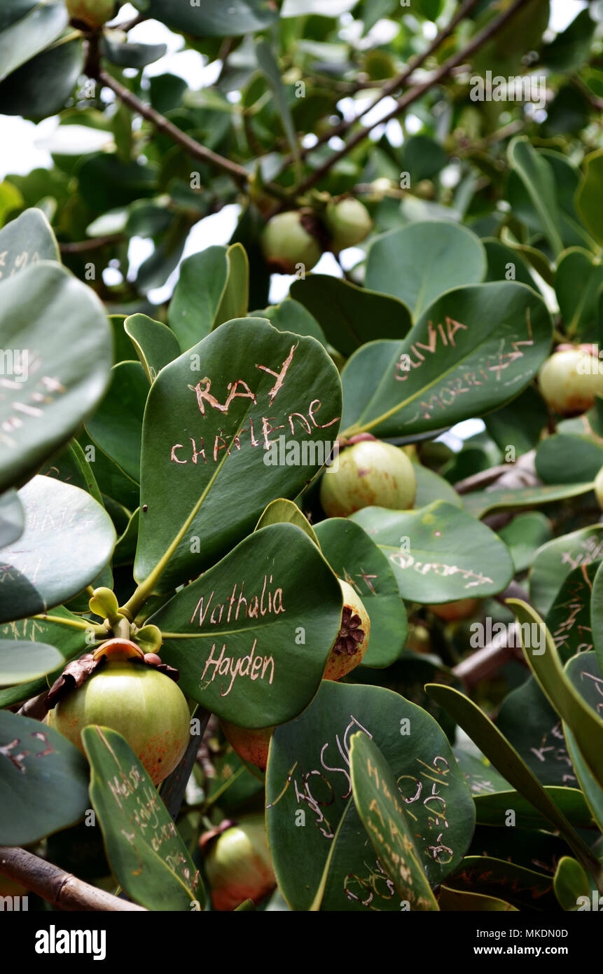 Fruit Trees Home Gardening Apple Cherry Pear Plum Fruit Tree Names