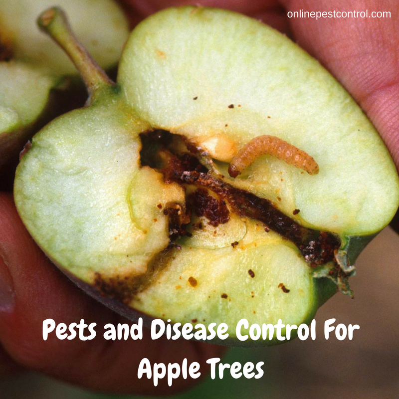 Fruit Trees Home Gardening Apple Cherry Pear Plum Fruit Tree 