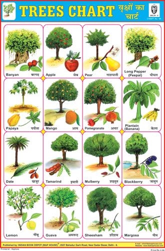 Fruit Trees Home Gardening Apple Cherry Pear Plum Fruit Trees