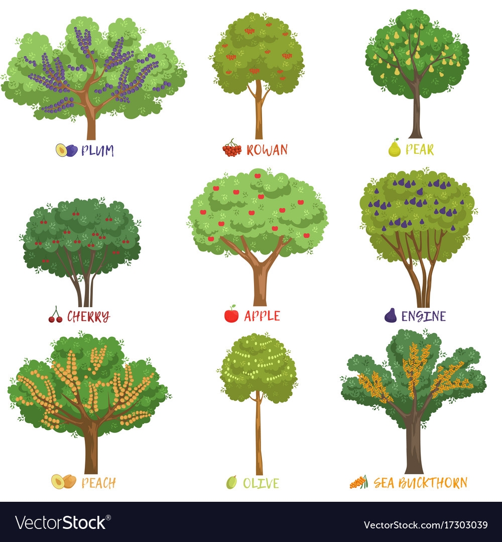 Fruit Trees Home Gardening Apple Cherry Pear Plum Fruit Trees 
