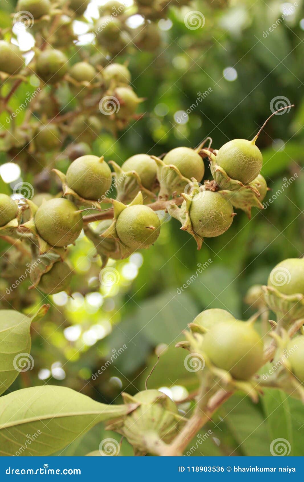indian fruit trees names and pictures