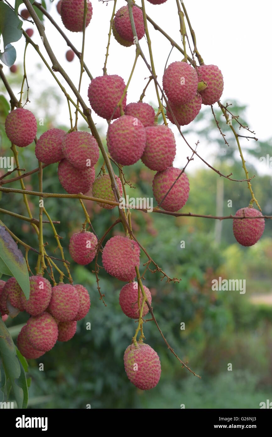 Fruit Trees Home Gardening Apple Cherry Pear Plum Indian Fruit Trees