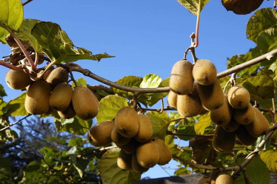 kiwi fruit tree pictures