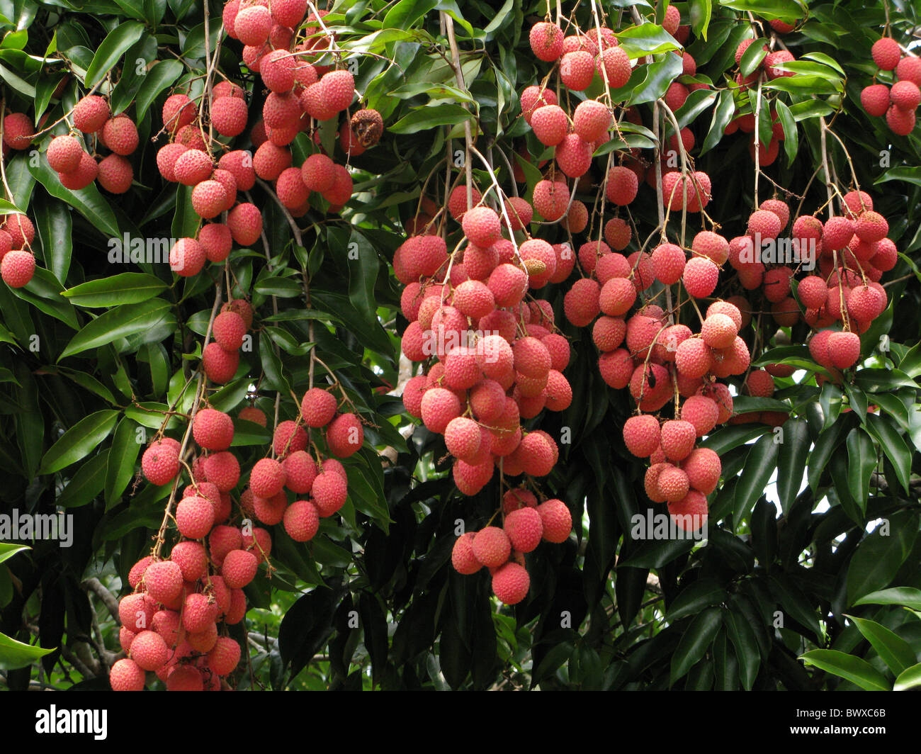 Fruit Trees Home Gardening Apple Cherry Pear Plum Litchi Fruit 