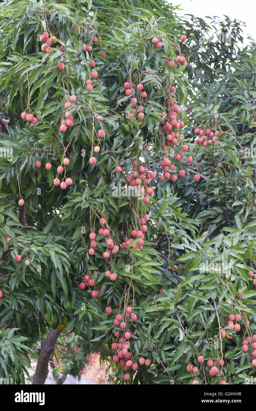 Fruit Trees Home Gardening Apple Cherry Pear Plum Litchi Fruit 