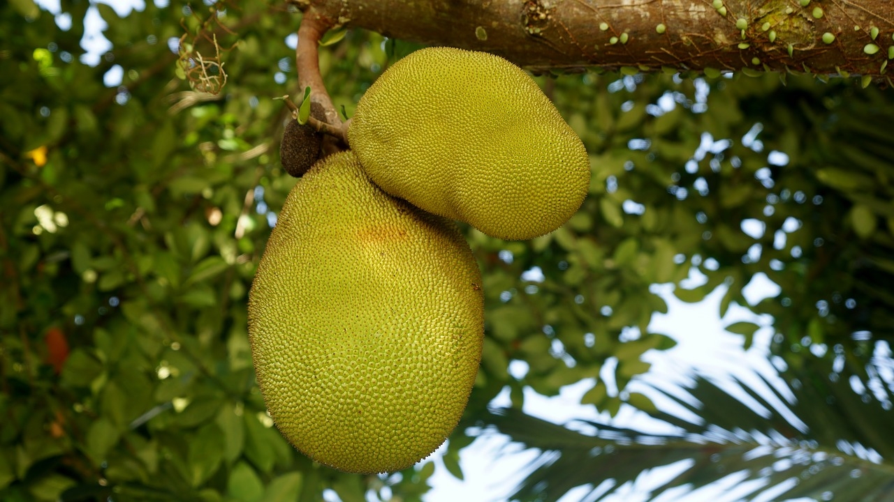 Fruit Trees Home Gardening Apple Cherry Pear Plum Marang Fruit 