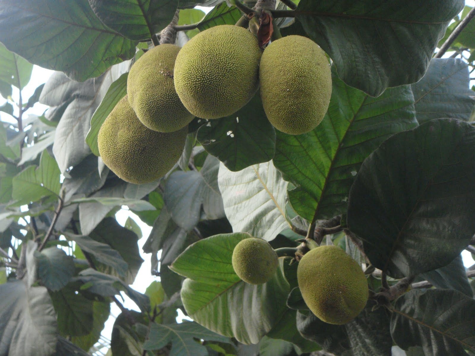 Fruit Trees Home Gardening Apple Cherry Pear Plum Marang Fruit 