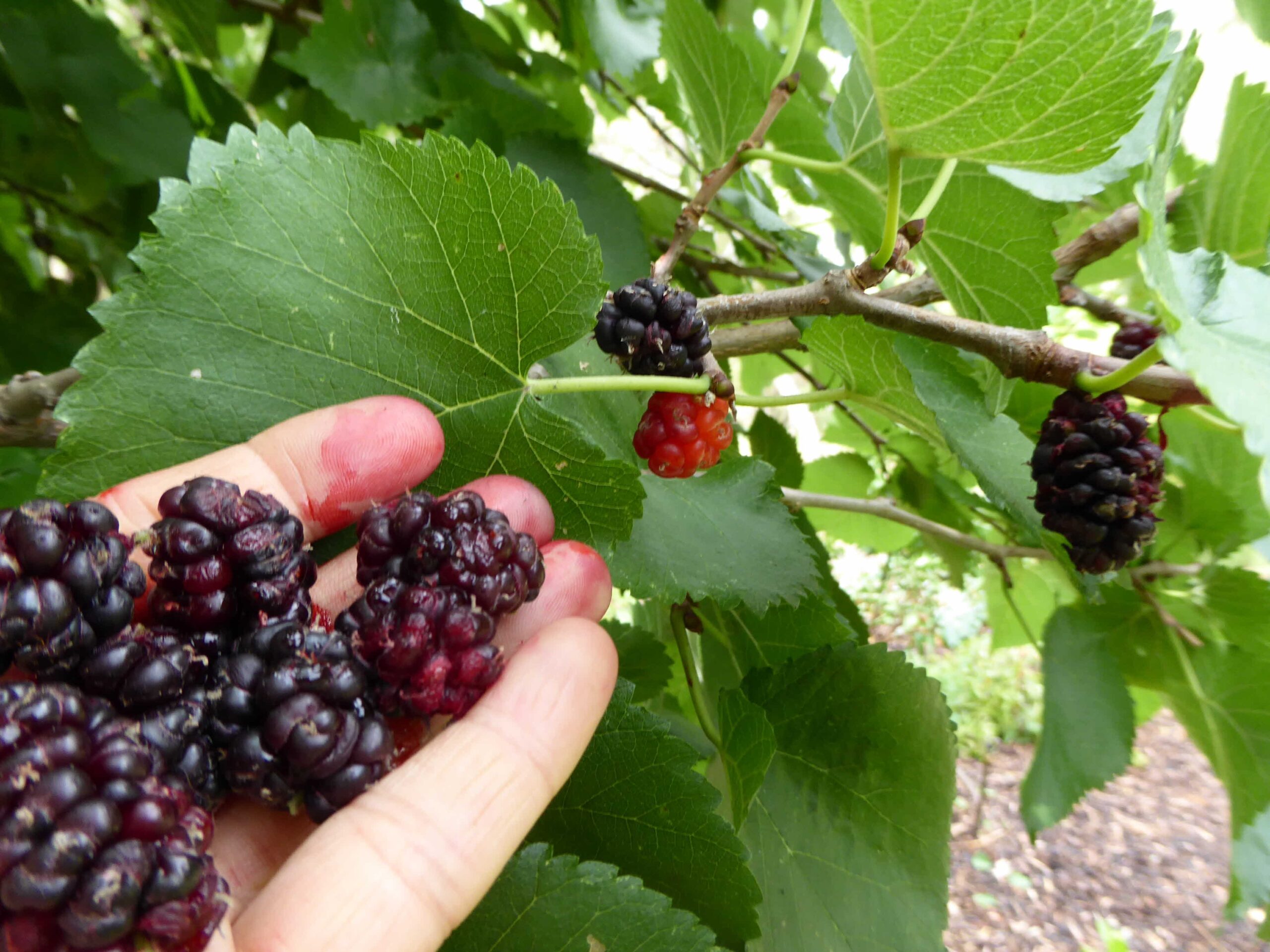 Fruit Trees Home Gardening Apple Cherry Pear Plum Mulberry Tree 